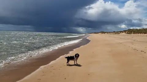 Elliot Smith A black and white dog, could be a collie or spaniel type of breed standing on a sandy beach. The water to the side is green, with the sun shining on it. Dark clouds are forming above.
