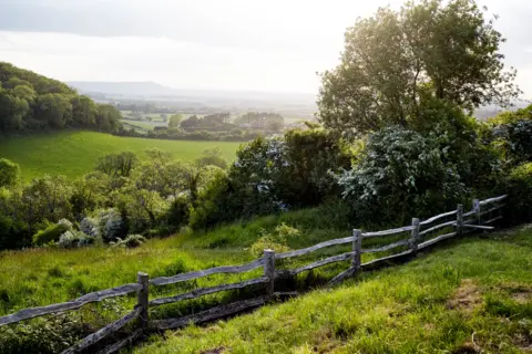 Getty Images A lush green national park with a wooden slat fence in the foreground and trees on rolling hills in the distance in the South Downs