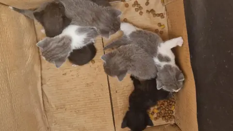 Six small kittens are at the bottom of a cardboard box. Four are grey and white and two are black. Some are cuddled up next to each other and there is dry food spread around the bottom of the box