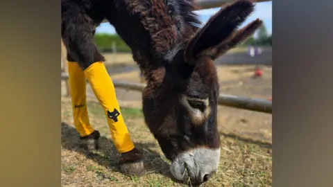 A close-up of a brown donkey grazing on some grass, with gold sports socks on, with a black wolf logo on it
