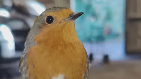 A close up image of a robin. 