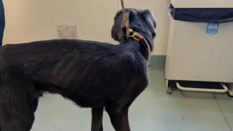 RSPCA A thin dog on a lead. He is so skinny you can see his rib bones