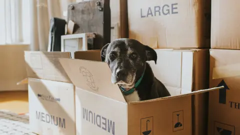 Getty Images Dog in cardboard box