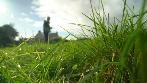 BBC Blades of grass in a field