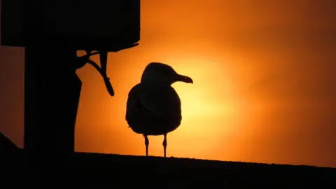 Lucie Johnson A seagull silhouetted against the setting sun at Cumnor. The bird appears black with a golden ball of sun behind. It is looking to the right so you can see it's beak in profile. The sky is gold and to the left of the bird is what appears to be a small chimney. 