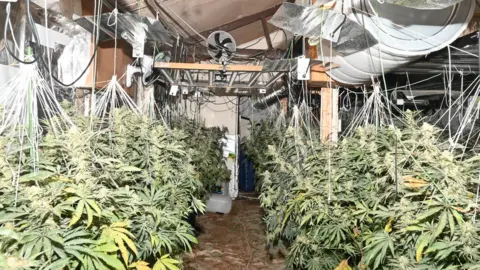 Lincolnshire Police Cannabis plants