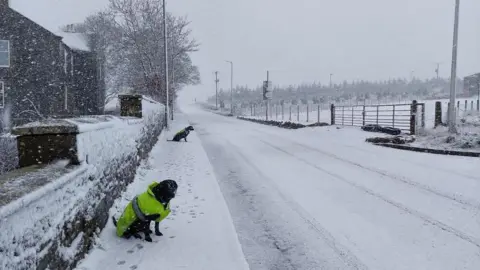 An empty, snow covered road with two dogs wearing florescent jackets. 