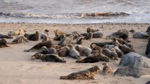 PA Media Grey seals on Horsey beach