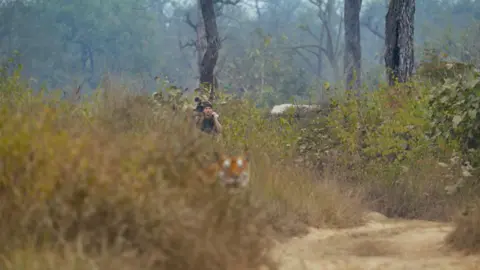 A man looks through long grass towards a tiger blurred in the foreground