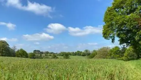 Laura Page  A field with trees and grass in Goudhurst 