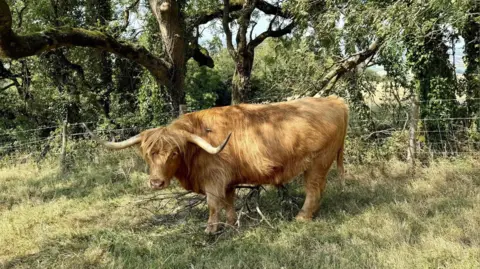 Nutkin A highland cow is pictured in grassland.