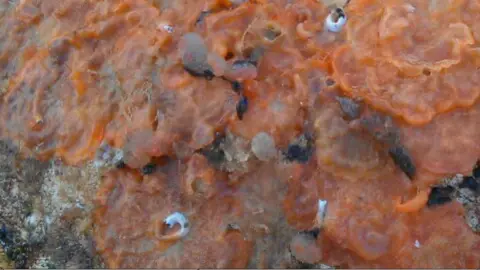 BBC Schizoporella japonica