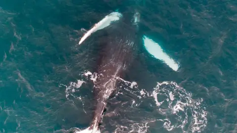 A humpback whale is pictured upside down on its back in the water. It has a grey underside and the bottom of its fins are white. The water is blue. 
