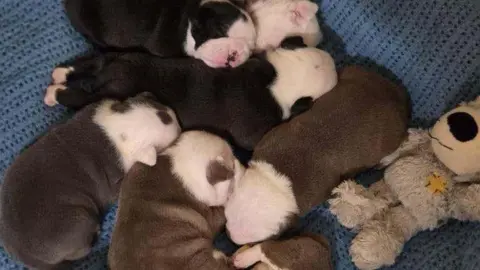 RSPCA A close up image of a litter bulldog cross puppies 