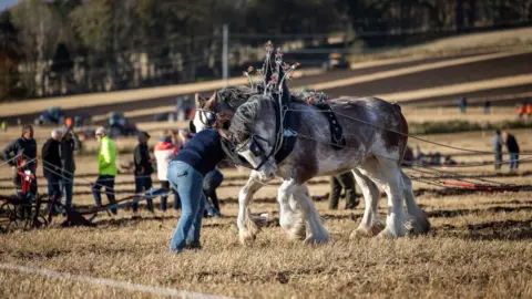 Paul Campbell A person is bent over between two horses chained to a plough in field of stubble. There are people and tractors in the background.