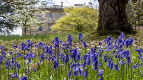 National Trust A close up shot of a patch of bluebells, behind which can be seen several trees and a manor house. 