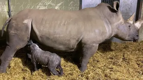 PA/Zoological Society of East Anglia The white rhino calf with its mother