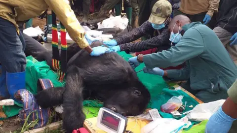 Gorilla Doctors Injured gorilla, DRC