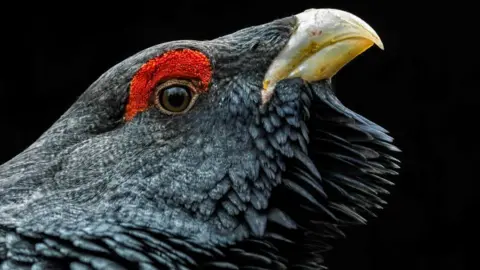 Getty Images A close up of a capercaillie