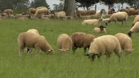 Isle of Man bans livestock imports after UK bluetongue cases