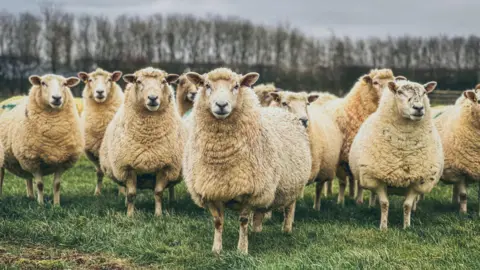 Flock of sheep in a field
