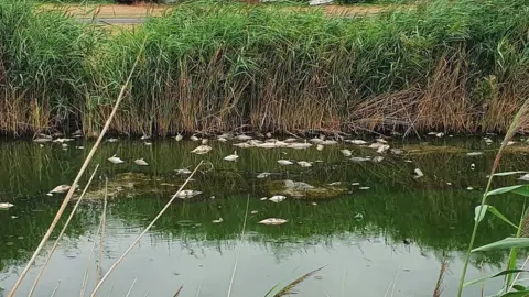 Dead fish floating on top of Canvey Lake