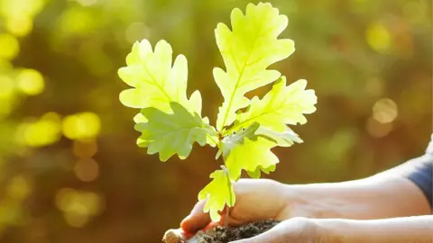 Getty Images oak tree sapling