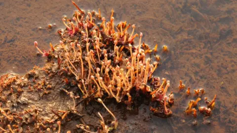 RBG Kew An aquatic herb found in a waterfall