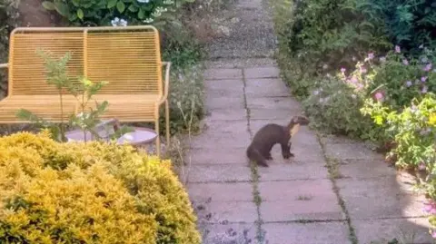 Supplied A pine martin, a species related to the weasel and roughly the size of a small cat, on a garden path. 