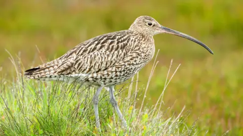 A stock picture of an adult curlew