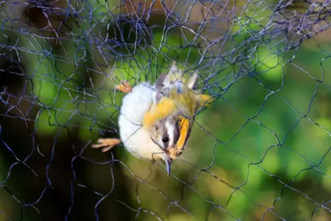 Getty Images A common firecrest (Regulus ignicapilla), caught in a net for research purposes