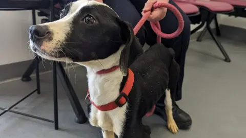 RSPCA Tina