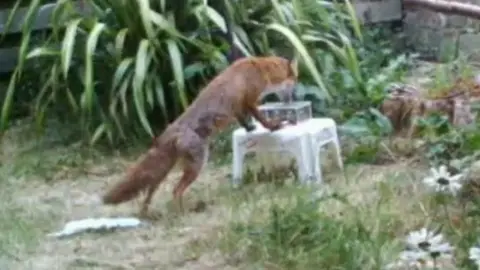 Fox trying to get access food from a container