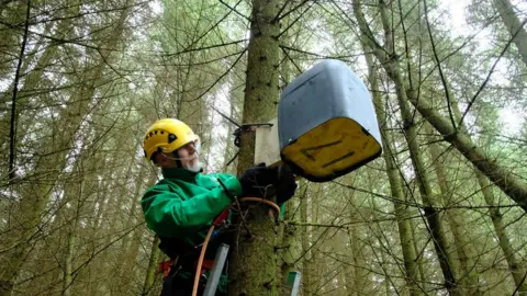Forestry England Ecologist Wayne Penrose erects a pine marten box – one of fifty installed in Kielder Forest