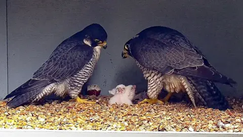A pair of peregrine falcons and two white fluffy peregrine falcon chicks in the nesting box at a cathedral. 