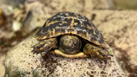 A close-up of a small baby pancake tortoise on a small sandy-coloured rock.