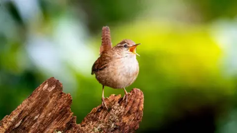 A European wren - a small, brown, speckled bird with a white chest appears to sing its heart out in the sunshine. It's beak is wide open with song and its short, squared off tail sticks upward as it perches on a log.