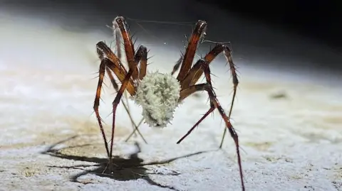 A spider with a white fungus on it body