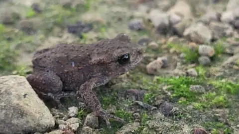 A small, brown toad with bulbous, black eyes on a mossy gravel path.