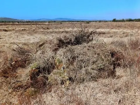 Forestry and Land Scotland A dry area of grass and plants
