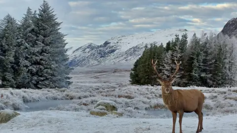 Derek Mooney A stag standing in front of a frozen scene in Glencoe. The stag is brown with large light-brown antlers. The ground below its feet is white with frost and extends towards a crop of fir trees, which have white frost on the branches. In the background, a snow-covered hill with dark patches under a cloudy sky with specks of blue poking through can be seen.