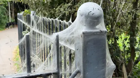 This shows a mass of spindle ermine moth caterpillars covering a fence post in a dense white silk web that they spin collectively for protection.
