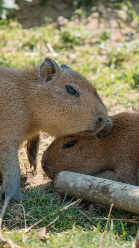 Two capybara sitting in the shade