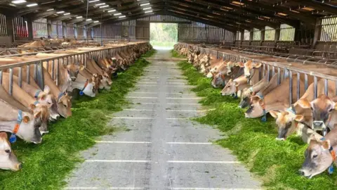 The Perchard Family Tom Perchard's barn is lined left and right with mature Jersey cows in metal stalls. They are all eating bright green grass and they each wear collars.