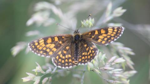 Heath fritillary butterfly on plant