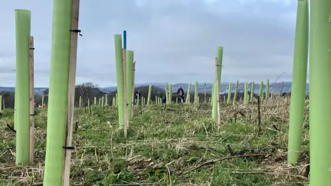 Lots of green tree protectors stand in a field as far as the eye can see 