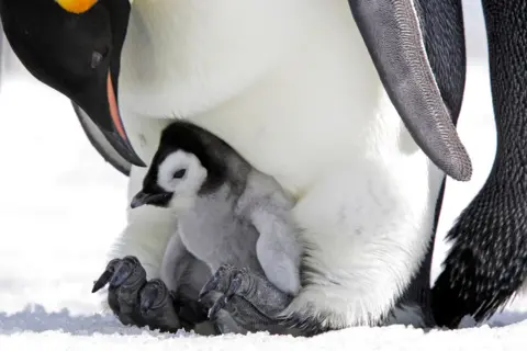 Getty Images Emperor penguin mother with her chicks standing on snowy ice