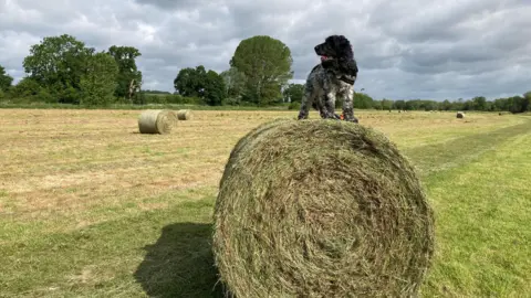 TAG A black and white dog is standing on top of a large round bale of grass. The dog has its mouth open and looks alert. The field has been freshly mown. The sky above is full of grey clouds, but it is sunny.