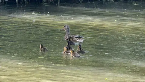 Eight ducklings swimming in a river just behind their mother.