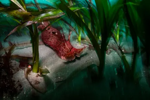 Ralph Pace A red-brown, speckled sea hare rests on the sandy seabed, surrounded by long green seaweed fronds.
